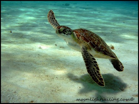 Tobago Cays Grenadines