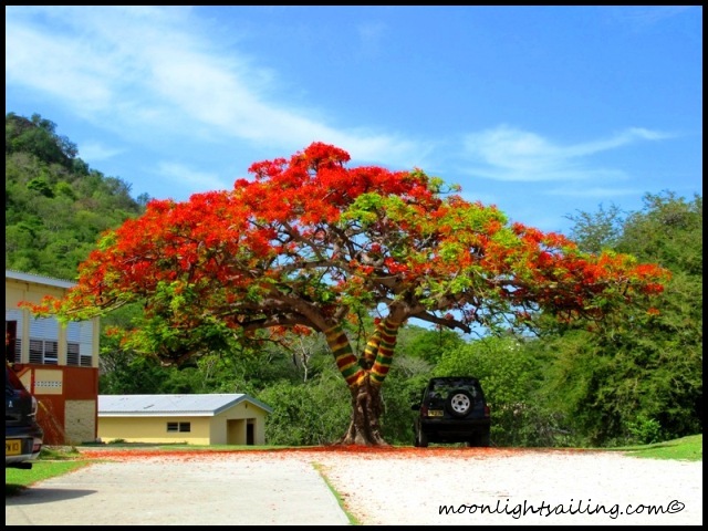 Flamboyant