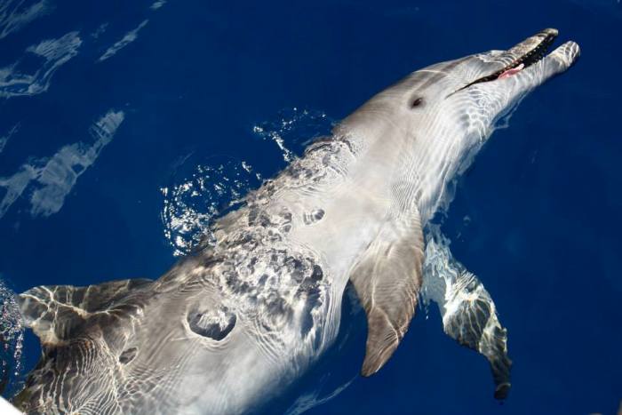 Dolphin