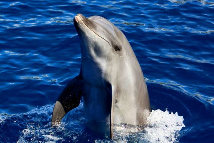 Dolphin 2