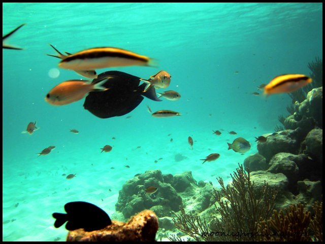 Grenadines