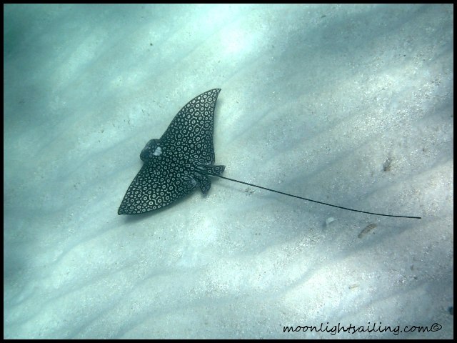 Leapard ray