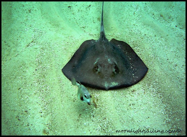 Pastenague ray