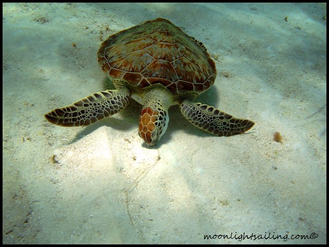 Turtle Grenadines