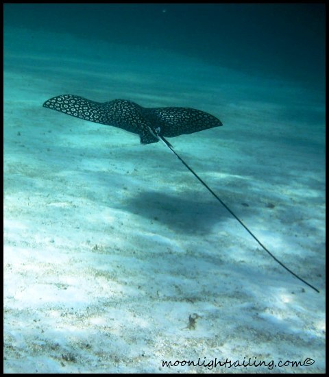Ray Caribbean