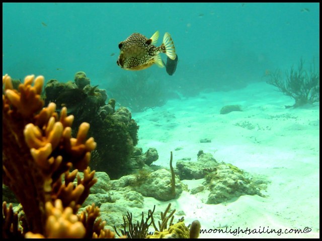 Fish Grenadines