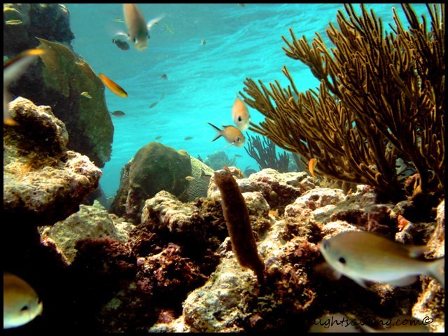 Fish Caribbean
