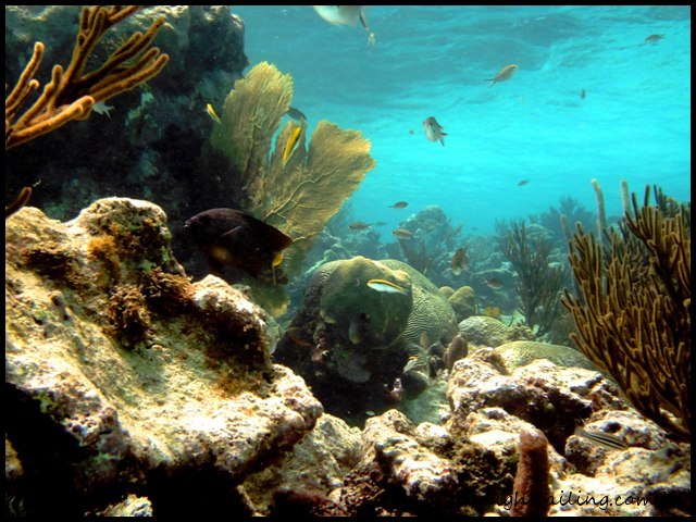 Tobago Cays
