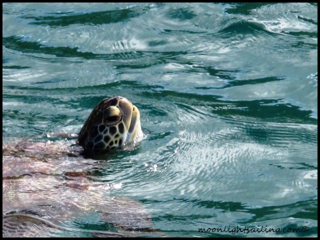 See turtle