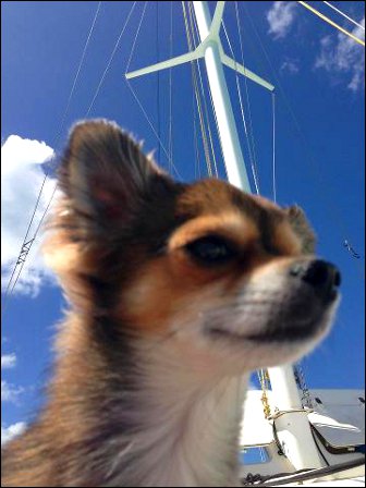 fidji le chien