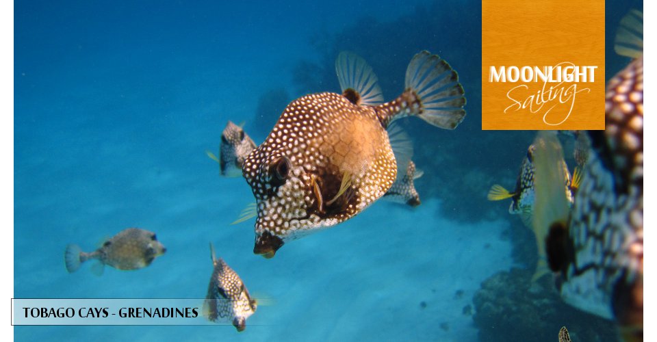 Poissons Tobago cays Grenadines